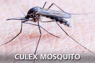 pest control services for mosquito in mumbai
