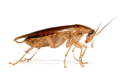 cockroach images