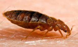 pest control services for bedbugs in mumbai
