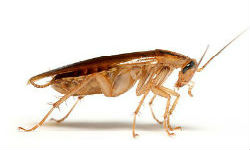 pest control services for cockroaches in mumbai