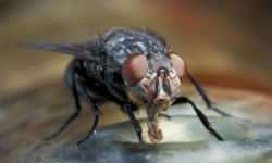 pest control services for flies in mumbai