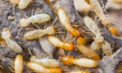 pest control services for termites in mumbai