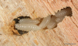 pest control services for wood borer in mumbai