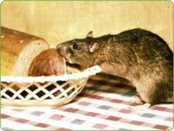 pest control services for rats in mumbai